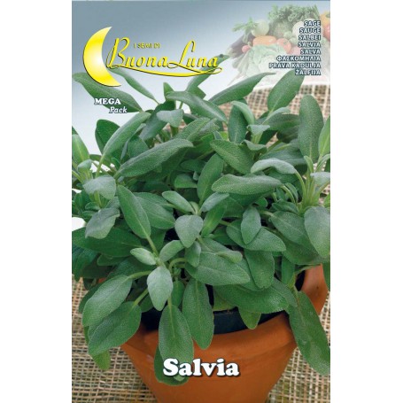 10PZ SEMI ORTO SALVIA