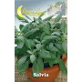 10PZ SEMI ORTO SALVIA